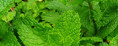 Лютива мента (Mentha × piperita)